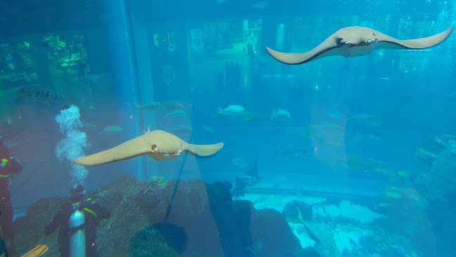 Opinii despre Joe's Crab Shack în Dubai - Hospitality and gastronomy