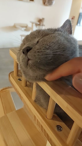 Opinii despre Meowtropolis Cat Cafe în Dubai - Hospitality and gastronomy