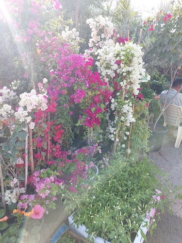 Emirates garden market - Abu Dhabi
