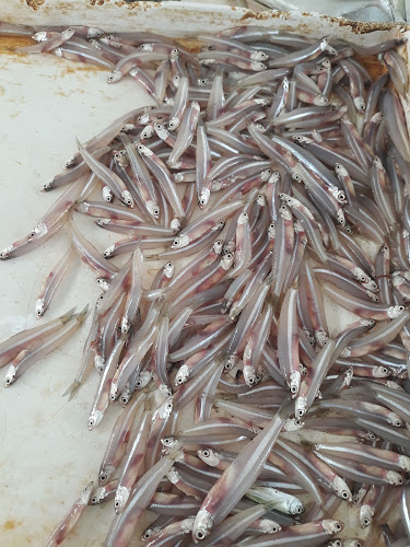 Comentarii opinii despre Ajman Fish Market