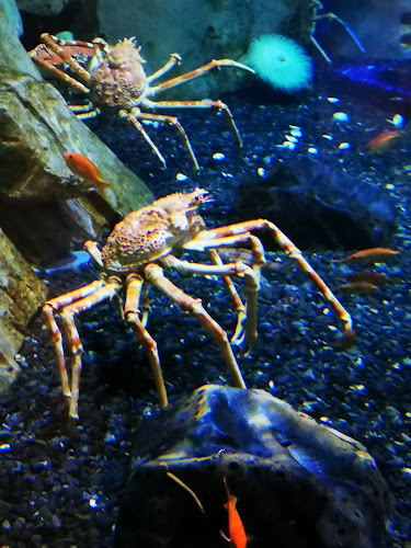 Joe's Crab Shack - Dubai