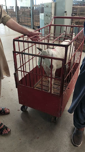 Opinii despre سوق المواشي أبوظبي în Abu Dhabi - Hospitality and gastronomy