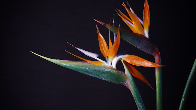 Charlotte Sweets Dubai حلويات شارلوت دبي - Hospitality and gastronomy