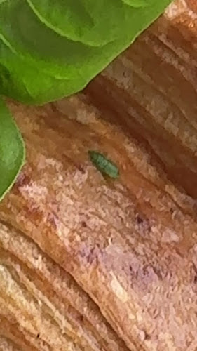 Mall - Number MW019 - First Floor - Dubai Festival City - Dubai