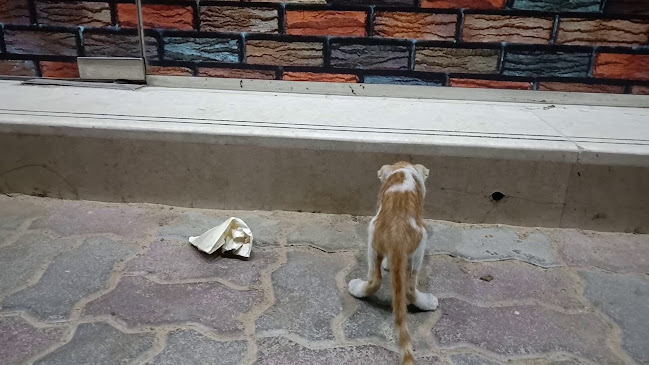 Tareeq al madeena restaurant - Ajman