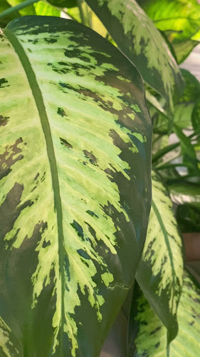 Opinii despre Risen Café and Artisanal Bakery, Barsha Heights în Dubai - Hospitality and gastronomy