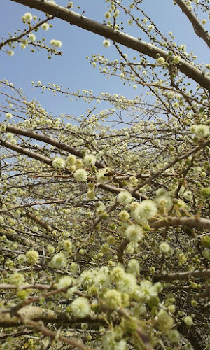 شارع الفلية - Ras Al Khaimah