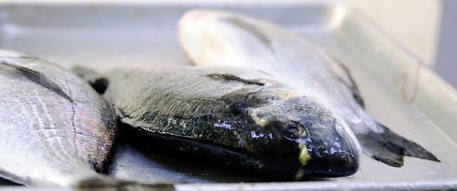 مطعم الجندي للاسماك - Aljundi Fish coking - Hospitality and gastronomy