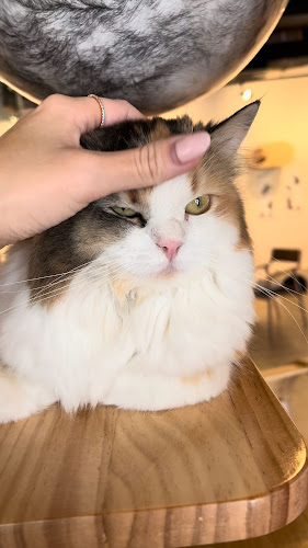 Meowtropolis Cat Cafe