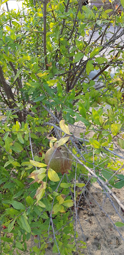 Organic Oasis Farm - Dubai