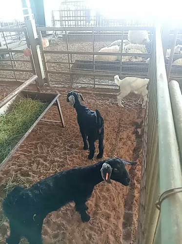 Opinii despre سوق المواشي أبوظبي în Abu Dhabi - Hospitality and gastronomy