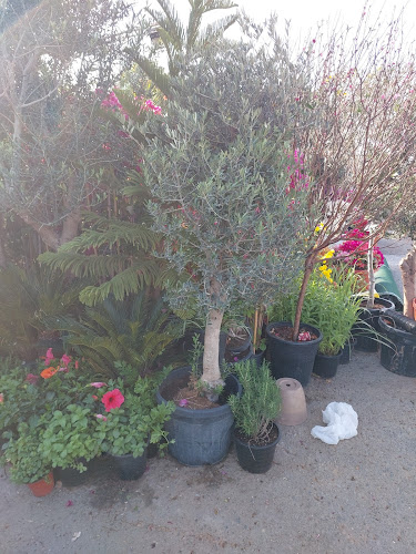 Opinii despre Emirates garden market în Abu Dhabi - Hospitality and gastronomy