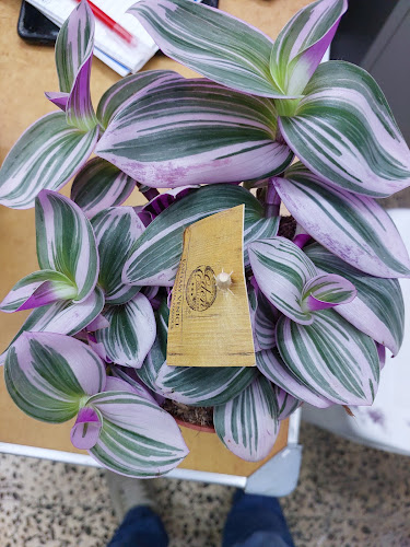 Emirates garden market - Abu Dhabi