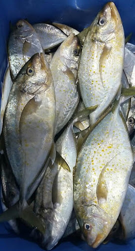 Tari Fresh ( Fresh Fish ) - Hospitality and gastronomy