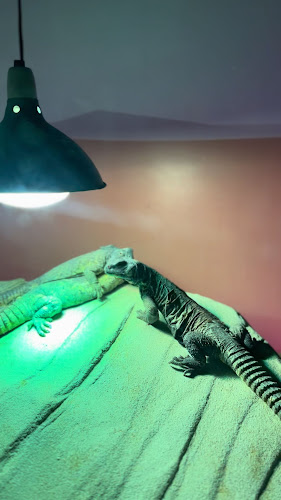 Comentarii opinii despre Jam Bar