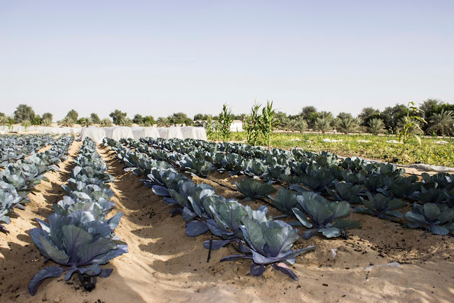 Opinii despre Organic Oasis Farm în Dubai - Hospitality and gastronomy