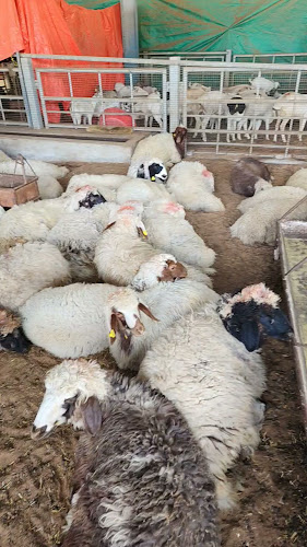 سوق المواشي أبوظبي - Hospitality and gastronomy