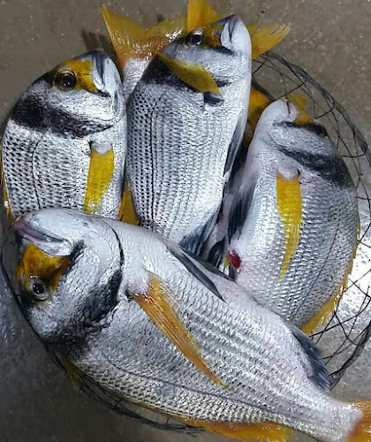 Tari Fresh ( Fresh Fish ) - Hospitality and gastronomy