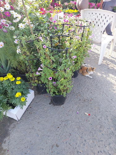 Comentarii opinii despre Emirates garden market