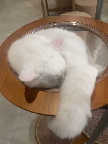 Meowtropolis Cat Cafe - Dubai