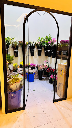 Vinca Flower - Sharjah