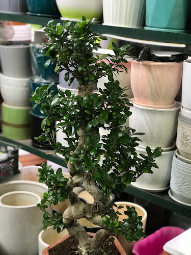 Comentarii opinii despre Emirates garden market