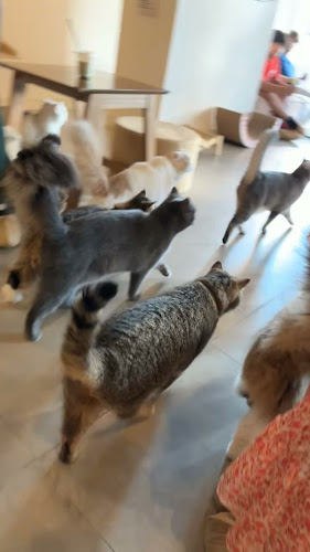 Lake Shore Tower - Cluster Y - Jumeirah Lake Towers - Dubai