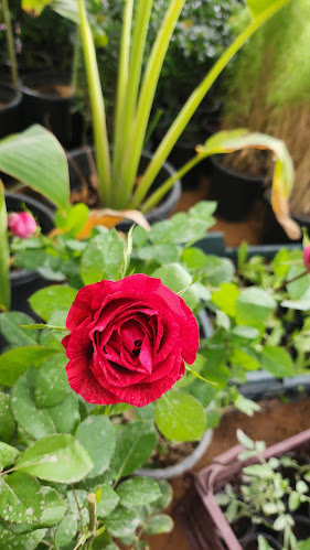 RR FOLWERS - Ras Al-Khaimah