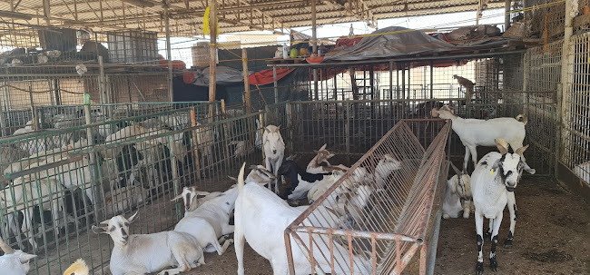 سوق - Ras Al-Khaimah