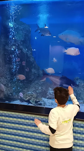 The Big Blu Live Seafood Shop