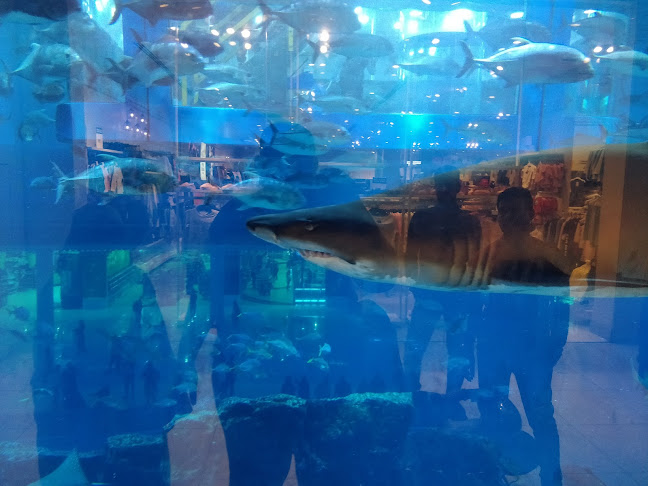 Comentarii opinii despre Joe's Crab Shack