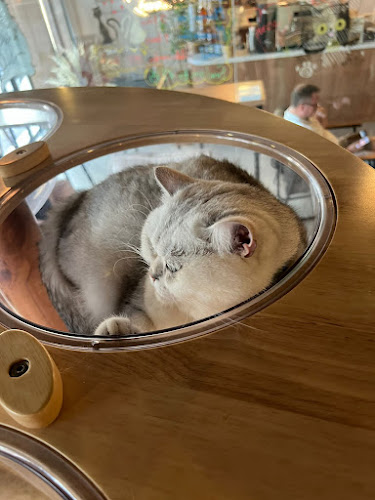 Opinii despre Meowtropolis Cat Cafe în Dubai - Hospitality and gastronomy