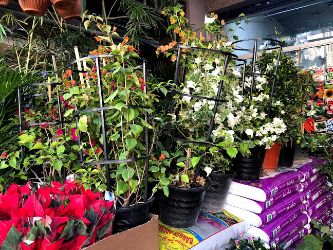 Comentarii opinii despre Hamad Khalid Agricultural Co LLC