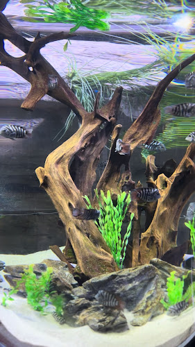 57WH+5Q3 - Burj Khalifa - Dubai