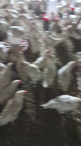 Comentarii opinii despre حلالي لتجارةالاعلاف والمواد الزراعية