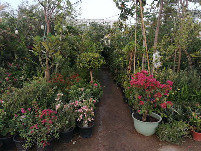 Opinii despre Green city flower ras al khaimah în Ras Al-Khaimah - Hospitality and gastronomy