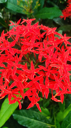 Opinii despre RR FOLWERS în Ras Al-Khaimah - Hospitality and gastronomy