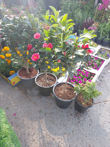 Comentarii opinii despre Emirates garden market