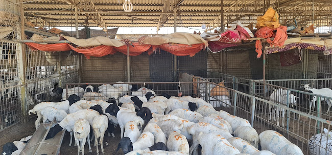 Al Salihia - Ras Al Khaimah