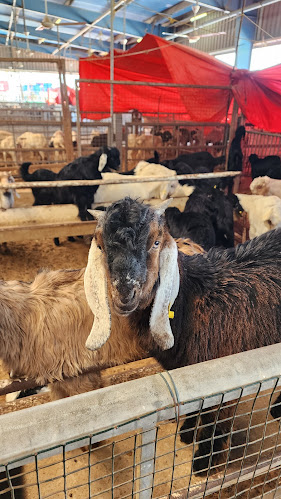 سوق المواشي أبوظبي - Abu Dhabi