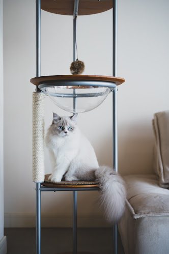 Meowtropolis Cat Cafe - Hospitality and gastronomy