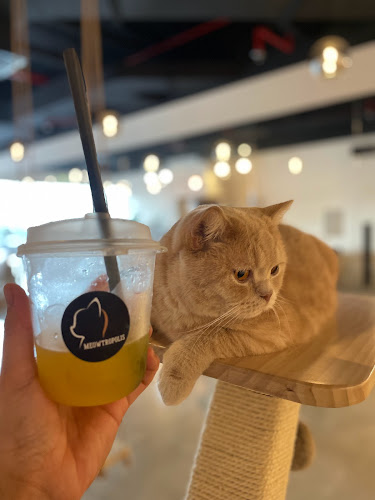 Lake Shore Tower - Cluster Y - Jumeirah Lake Towers - Dubai