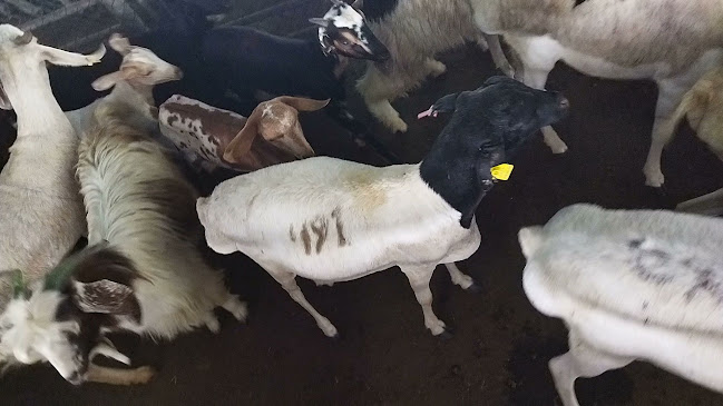 124 Al Kharaz St - Zayed Port - Freezone - Abu Dhabi