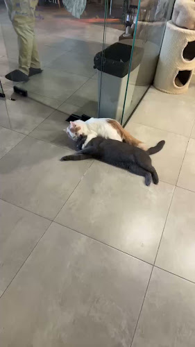 Meowtropolis Cat Cafe - Hospitality and gastronomy