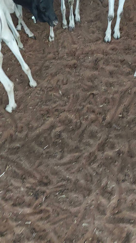 Comentarii opinii despre سوق المواشي أبوظبي