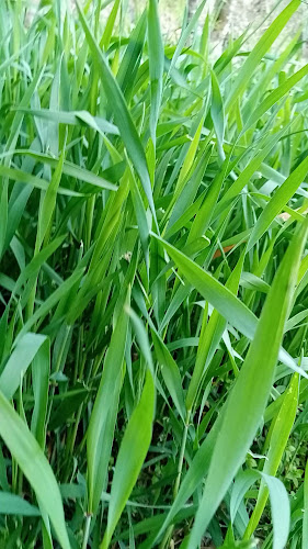 Comentarii opinii despre Pakistan Super Market Al Ain