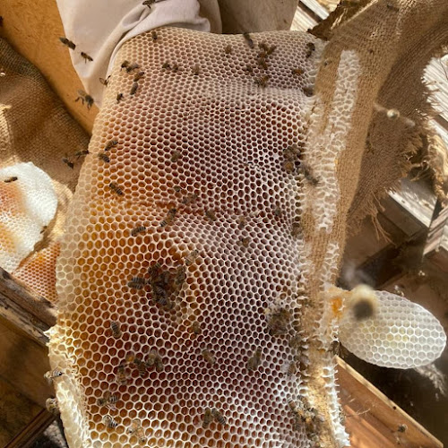 عسل طبيعي عسل سدر وعسل سمر 100% honey.rak