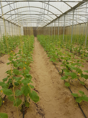 Organic Oasis Farm - Hospitality and gastronomy