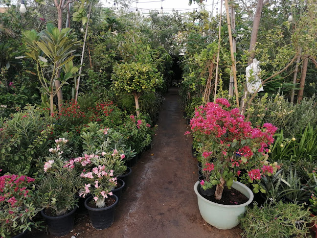 Green city flower ras al khaimah