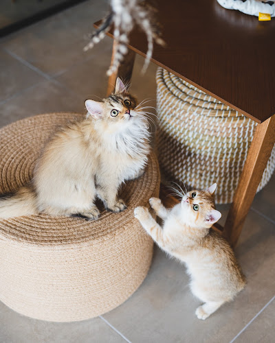 Comentarii opinii despre Meowtropolis Cat Cafe